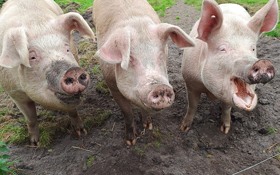 Unsere drei Schweine Gandhi, Loki und Freya