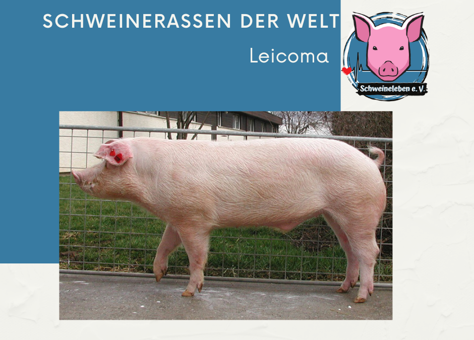 Schweinerassen der Welt – Leicoma