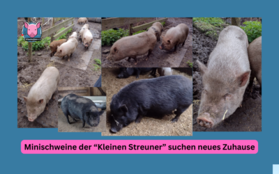 Vermittlungshilfe! Dringend – Über 60 Minischweine suchen neues Zuhause – 26639 Wiesmoor / Niedersachsen