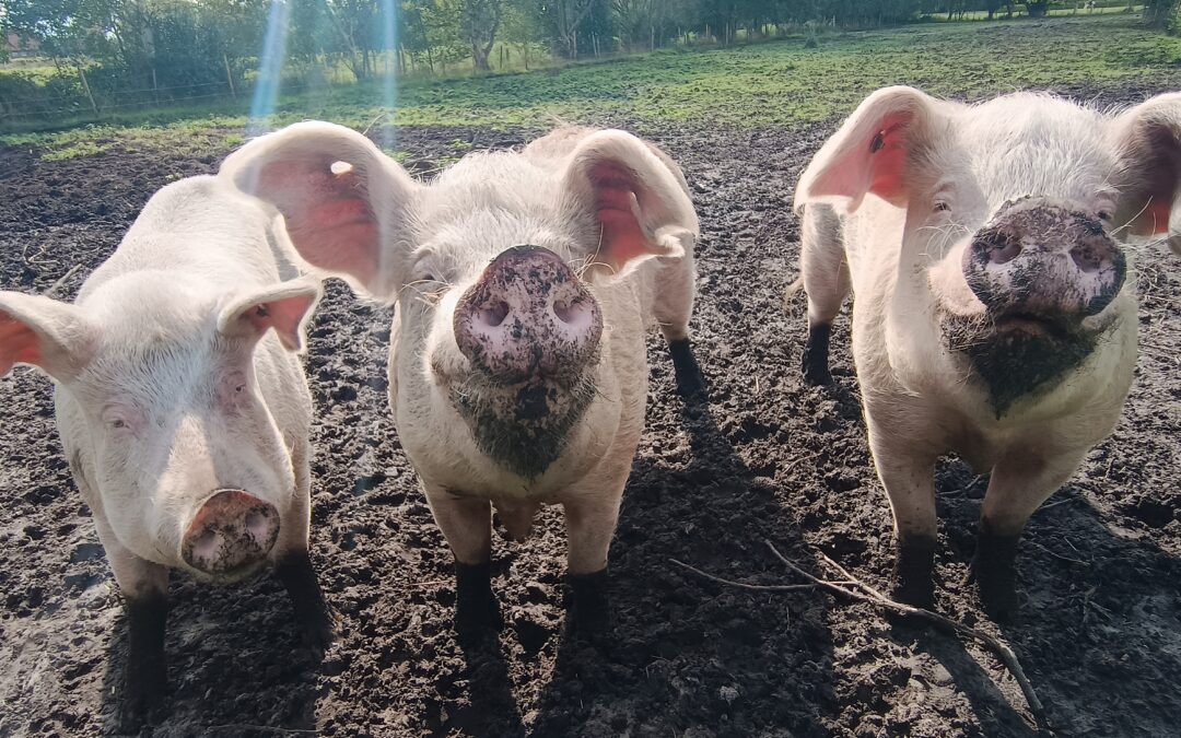 (Schweine-) Scheiße