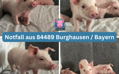 Vermittlungshilfe für 4 Ferkel aus 84489 Burghausen / Bayern