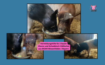 Vermittlungshilfe für 2 Sauen (Duroc und Schwäbisch-Hällische) aus 94344 Wiesenfelden / Bayern