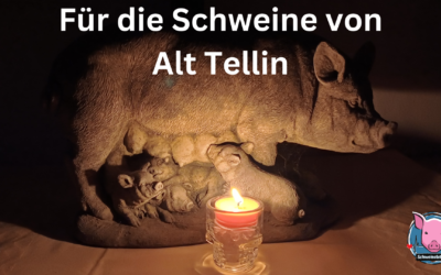 Ein Licht für die Schweine von Alt Tellin