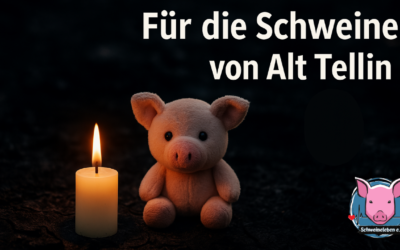 Für die Schweine von Alt Tellin
