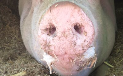 Gandhi – Du Schweine-Schatzemann