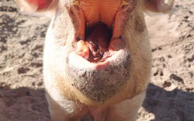 Schweine-Mündchen auf – Nase in die Höh‘