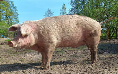 Gandhi – ein Bild von einem Schweine-Mann!