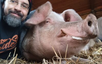 Schweine-Wettschmusen