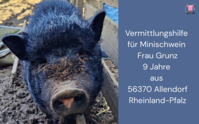 Vermittlungshilfe für Hängebauchschwein Frau Grunz aus 56370 Allendorf / Rheinland-Pfalz