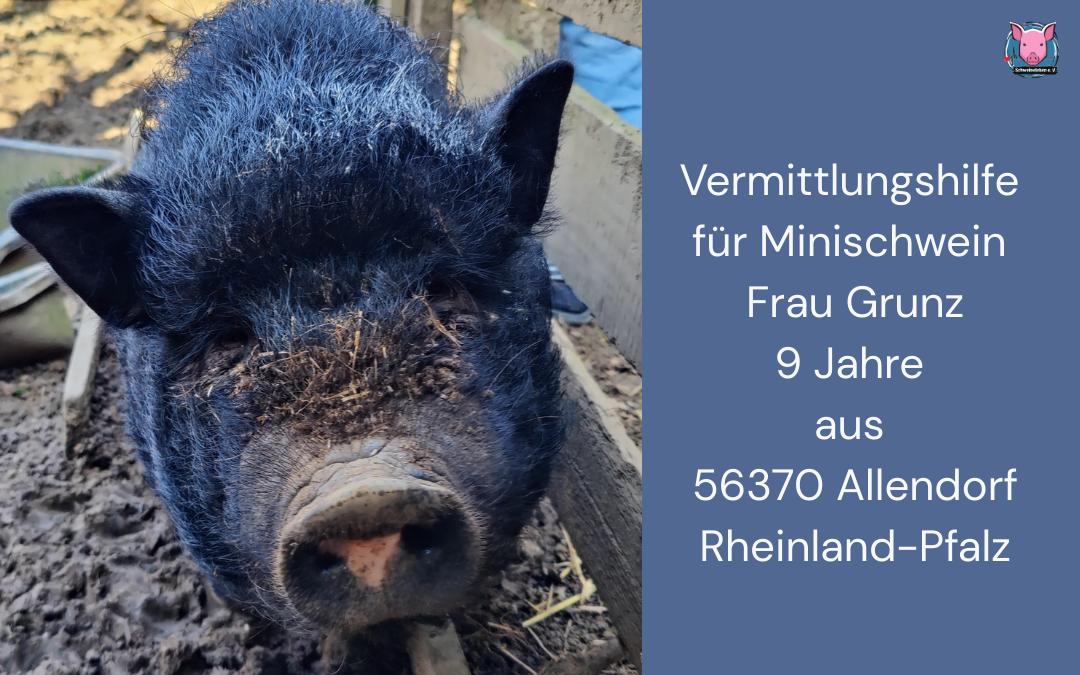 Minischwein Frau Grunz Vermittlungshilfe