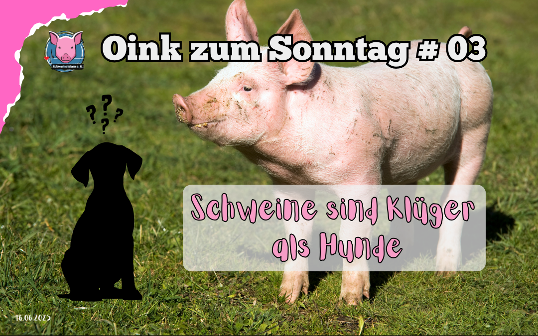 #03 Oink zum Sonntag - Schweine klüger als Hunde