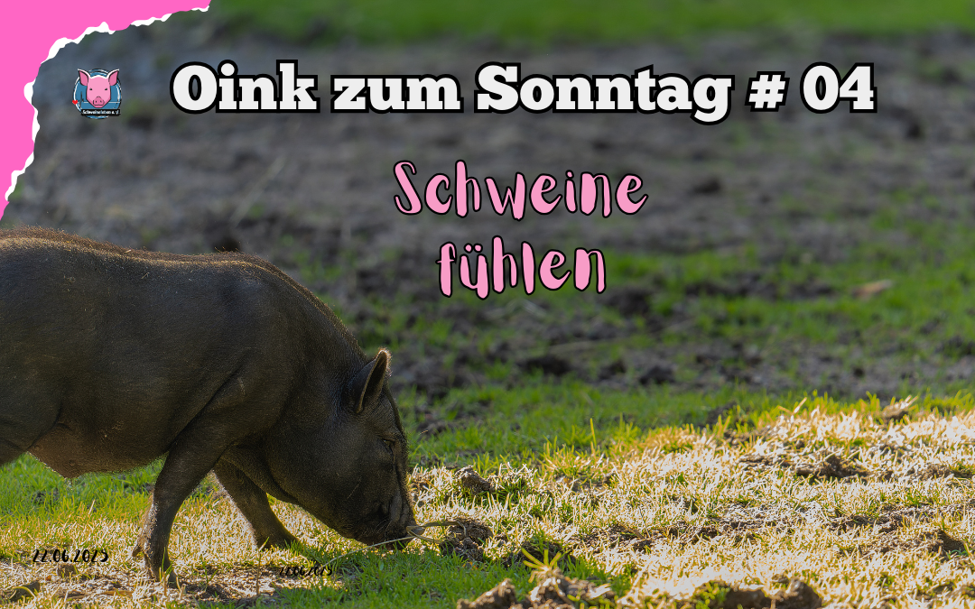 #04 Oink zum Sonntag - Schweine fühlen