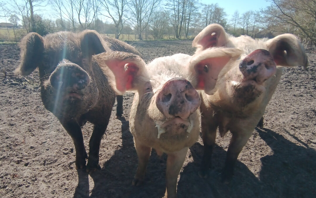 Drei Schweine stehen nebeneinander und warten auf ein Leckerchen – Freya, Loki und Gandhi feiern ihren fünften Geburtstag.