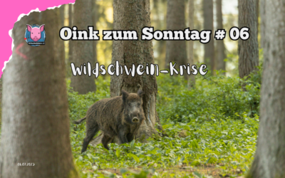 # 06 Oink zum Sonntag – Wildschweinkrise