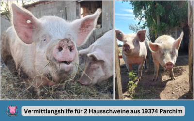 Vermittlungshilfe für 2 Hausschweine aus 19374 Parchim / Mecklenburg-Vorpommern