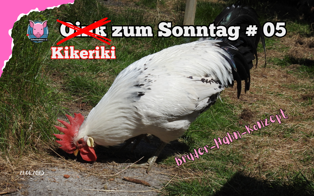# 05 Kikerie zum Sonntag - Bruderhahn Konzept