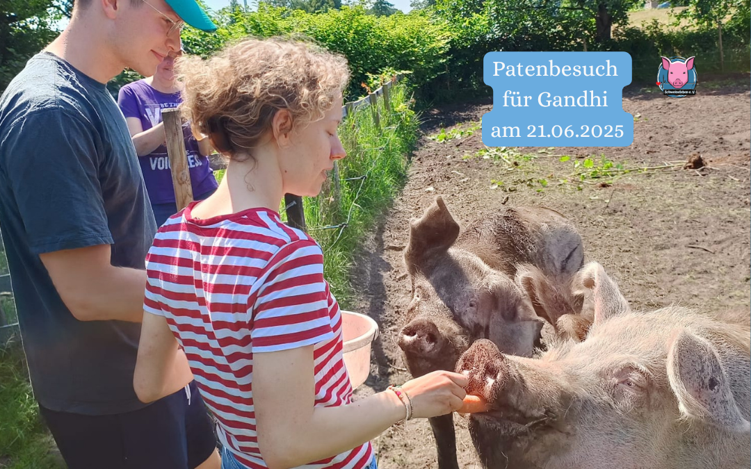 Patenschaftsbesuch für Gandhi