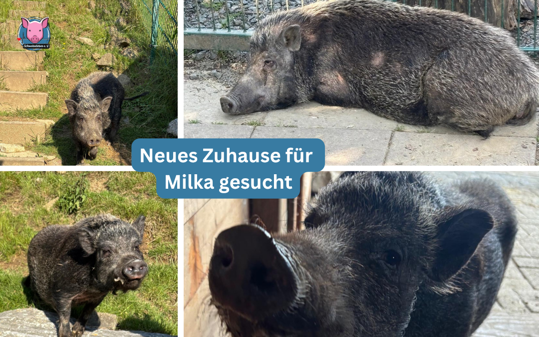 Vermittlungshilfe für Minischwein Milka