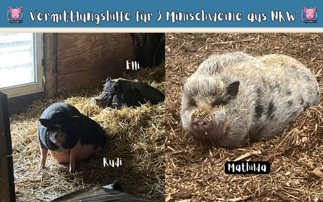 Minischweinnotfall aus 46348 Raesfeld