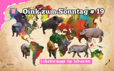 # 19 Oink zum Sonntag – Wo sollen wir eigentlich leben?