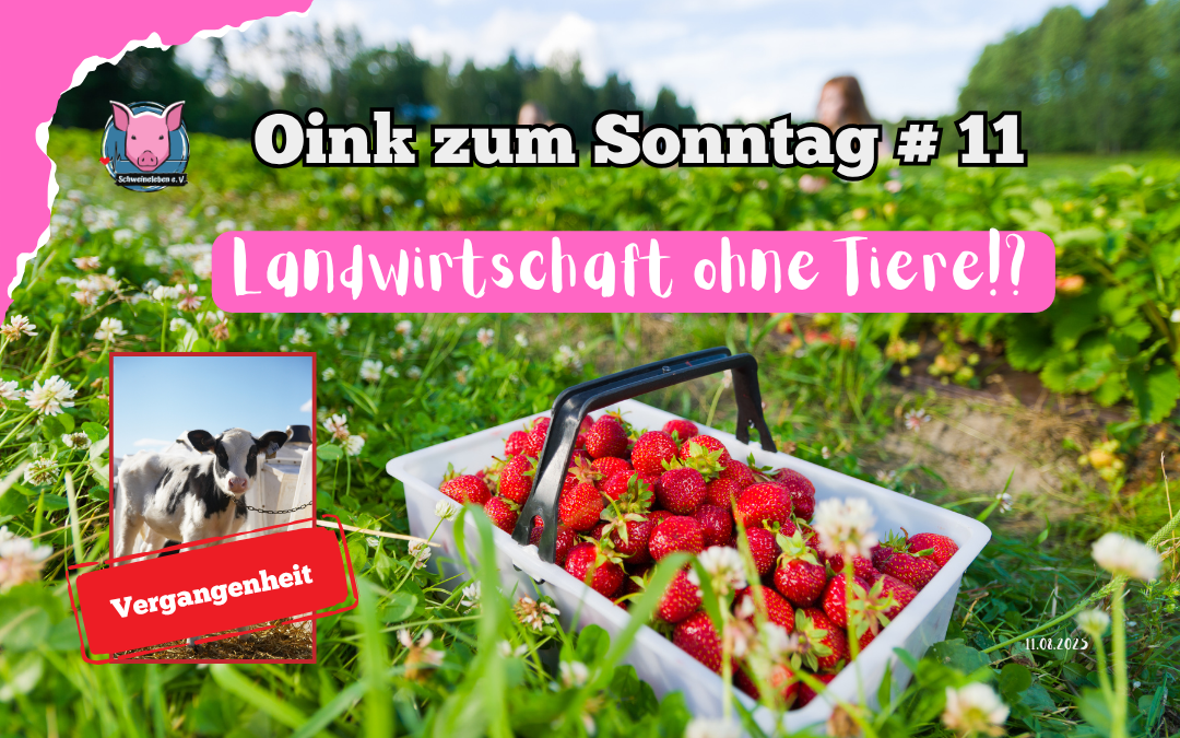 11 Landwirtschaft ohne Tiere