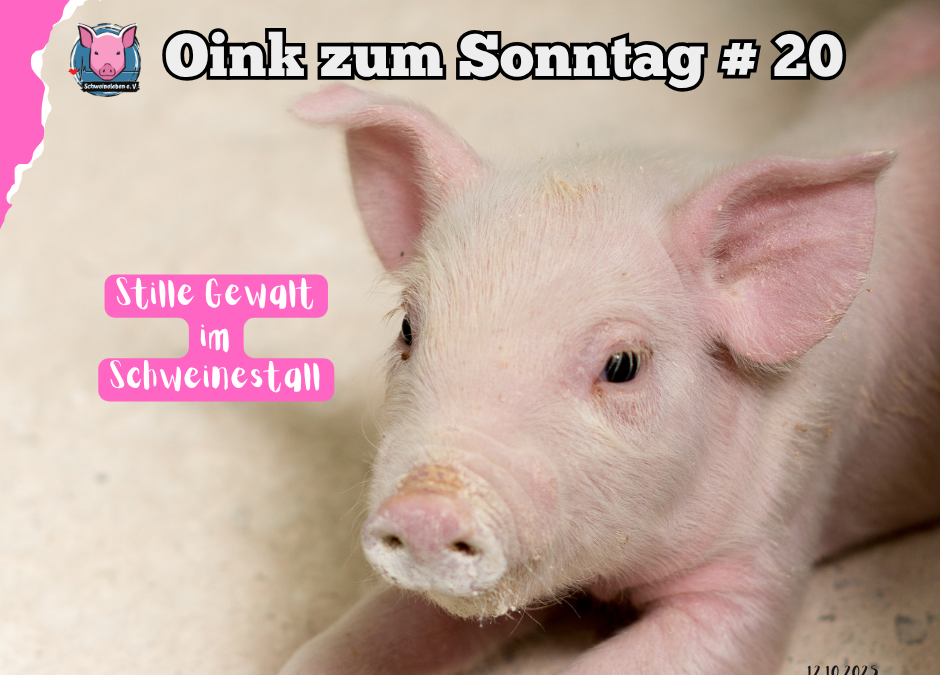 Stille Gewalt im Schweinestall