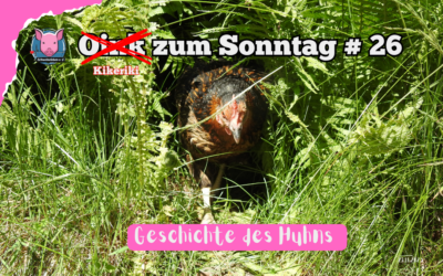 # 26 Oink zum Sonntag – Vom Dschungel in den Legebetrieb