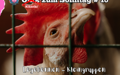 # 18 Oink zum Sonntag – Legehennen – Kleingruppenhaltung