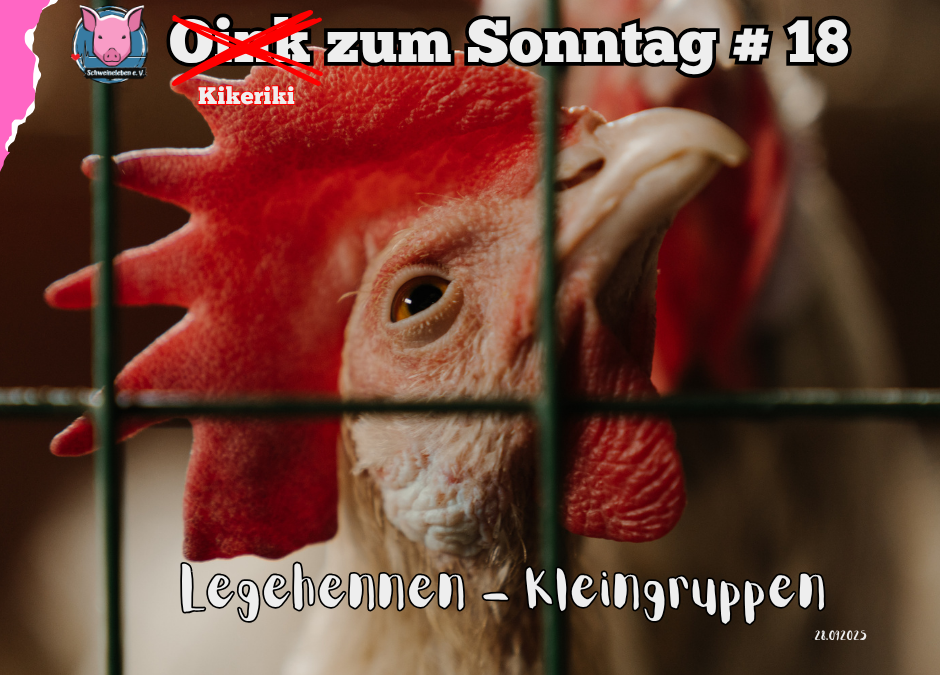 Legehennen - Kleingruppenhaltung