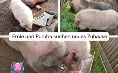 Vermittlungshilfe für 2 Minischwein-Eber aus 58338 Brekerfeld / NRW