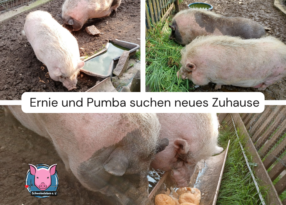 2 Minischweineber aus Brekerfeld