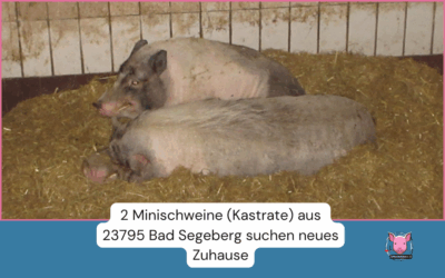 Vermittlungshilfe für 2 Minischwein-Kastrate aus 23795 Bad Segeberg / Schleswig-Holstein