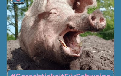 #GerechtigkeitFürSchweine – Demo in Karlsruhe