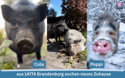 Vermittlungshilfe für zwei Minischwein-Damen aus 14774 Brandenburg (Nähe Havel) – Notfall!