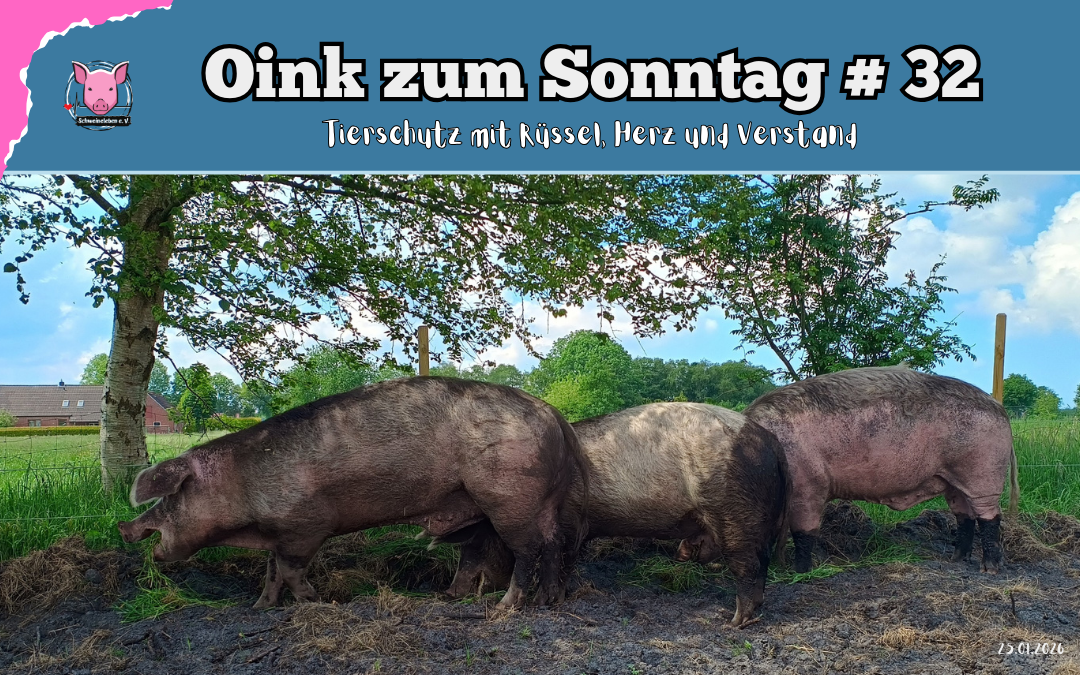 Oink zum Sonntag - Tierschutz mit Rüssel, Herz und Verstand