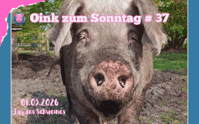 # 37 Oink zum Sonntag – Tag des Schweines