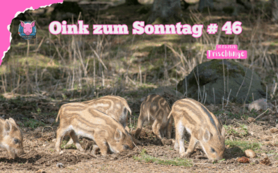 # 46 – Oink zum Sonntag – Frischlinge, bitte nicht anfassen