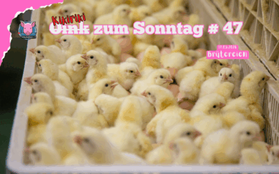 # 47 Kikiriki zum Sonntag – Brütereien
