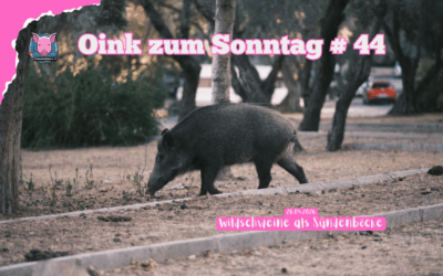 # 44 Oink zum Sonntag – Wildschweine als Sündenbock