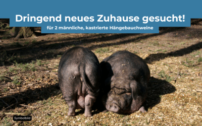 Vermittlungshilfe – Dringender Nofall aus dem Kreis Wittmund in Niedersachsen – 2 männliche Hängebauchschweine, kastriert