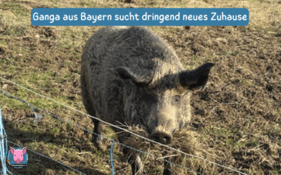 Vermittlungshilfe – Dringend neues Zuhause für Wildschwein Ganga aus 93449 Waldmünchen / Bayern gesucht