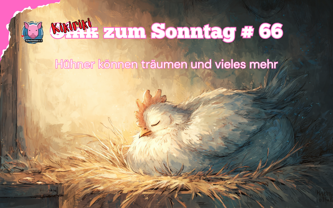 # 66 Kikeriki zum Sonntag