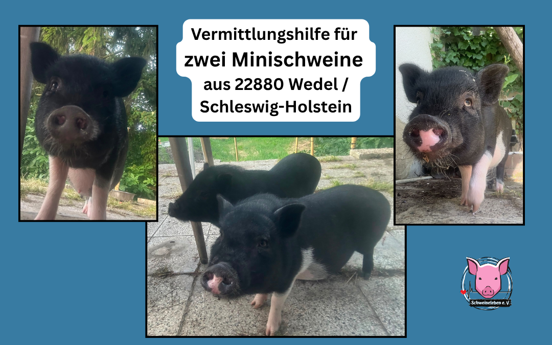 Minischweingeschwister Harri und Elfi