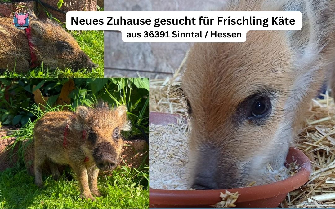Frischling Käte aus 36391 Sinntal / Hessen