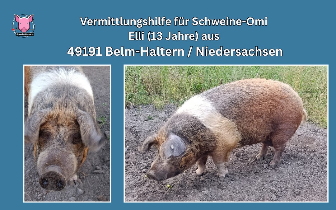 Rotbunte Husumer Sau Elli sucht neues Zuhause