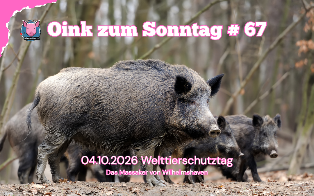Oink zum Sonntag - Welttierschutztag
