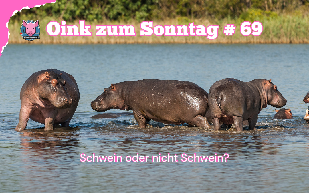 # 69 Oink zum Sonntag – Freya und das Nilpferd-Rätsel