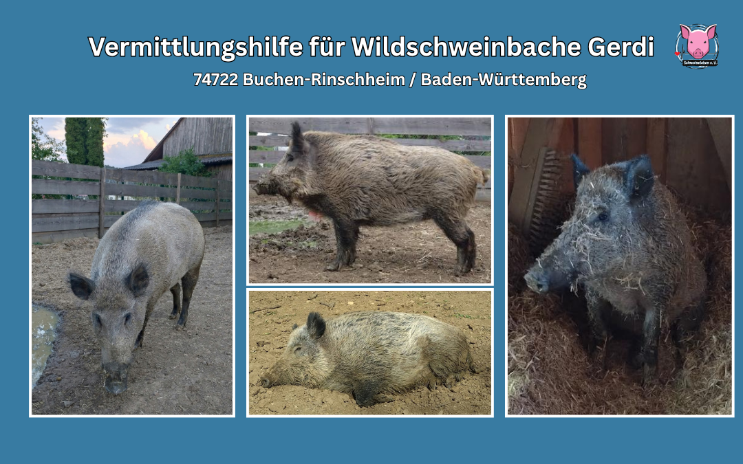Vermittlung von Wildschweinbache Gerdi aus BadenWürttemberg