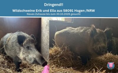 Vermittlungshilfe – Sehr Dringend! Wildschweine Erik und Ella aus 58091 Hagen / NRW